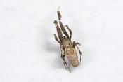 kaskaardespin (uloborus plumipes) 2-2024 0177